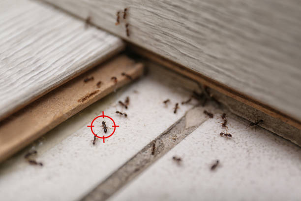 Best Residential Pest Control  in Passapatanzy, VA