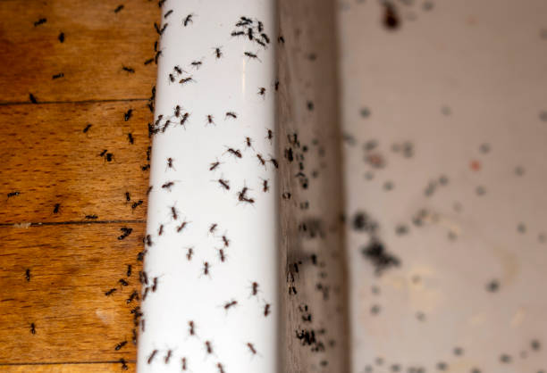 Professional Pest Control in Passapatanzy, VA