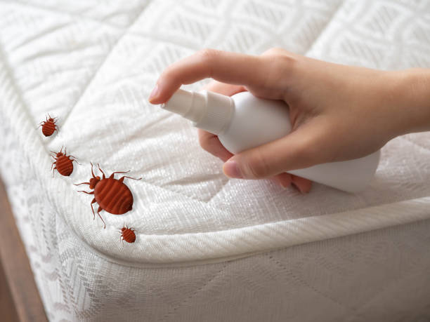 Best Insect Control  in Passapatanzy, VA